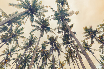 Tropical Palms as Natural pattern background, Sun-Filtered Canopy Coconut Palm trees view from...