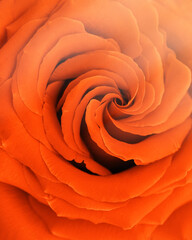 Orange color rose flower vertical background, flowery aesthetic nature close up pattern with sunlight, botanical design, floral top view photo, macro petals of blooming roses, beauty nature