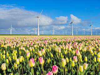 A vibrant field of tulips dances in the breeze as traditional Dutch windmills stand tall in the...