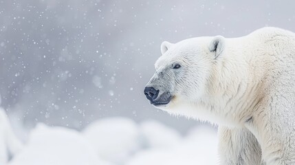 Adult polar bears close up, wild animals concept, white background, banner with copy space