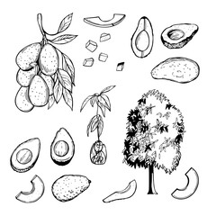 Avocado set. Sketch  illustration.