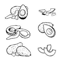 Avocado set. Sketch  illustration.