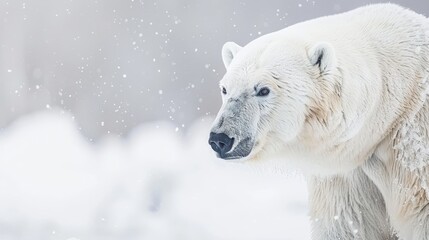 Adult polar bear close up, wild animals concept, white background, banner