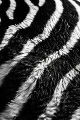 Black and white zebra stripes texture pattern for bakground
