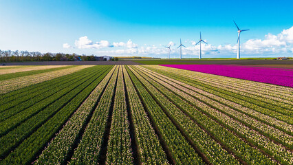 A sprawling field of crops stretches towards the horizon, with majestic wind turbines standing tall in the background under a clear Spring sky