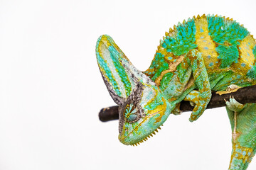 Cute funny chameleon - Chamaeleo calyptratus on a branch - 790647656