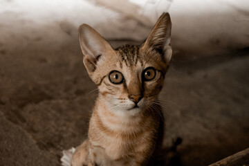 portrait of a cat