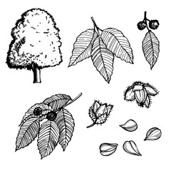 Beech  leaves and nuts. Sketch  illustration.