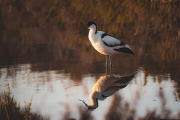 Migratory birds in the water