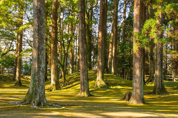 cedar trees japan