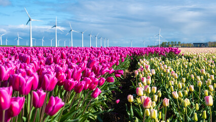 A vibrant field of pink tulips sways gracefully as windmill turbines spin in the background,...