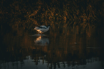 Migratory birds in the water