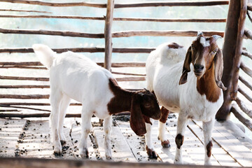 Naklejka na ściany i meble Herd of goats on the farm The goat is on the farm.