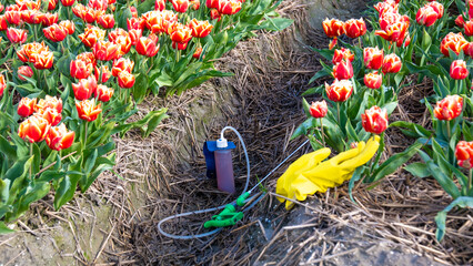 sprayer with pesticides and gloves on the ground with a colorful tulip field in the Netherlands