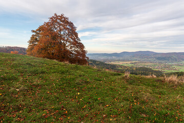 Autumn on Mala Kykula hill in Moravskoslezske Beskydy mountains in Czech republic