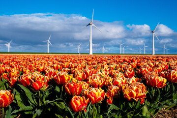 Vibrant tulip blossoms foreground towering wind turbines against a dynamic sky