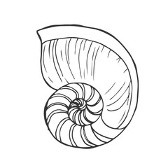 Nautilus shell vector icon. Aquatic spiral seashell with spots, stripes. Cephalopod oceanic mollusk, underwater creature. Hand drawn doodle, sea sketch. Aquarium animal.