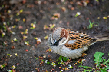 sparrow on the ground