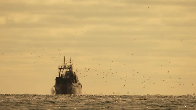 Abstract sea ocean sunset nature background with seagulls and fishing boat trawler catches fish while sailing on sea at horizon in distance sail to catch school of fish on calm sea surface in summer.