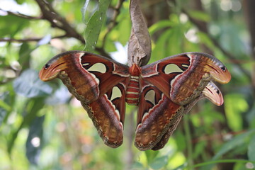 close up of the Attacus atlas butterfly or the Atlas moth, which is in the process of mating