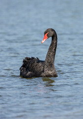 Black swan, Cygnus atratus,