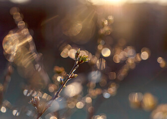 abstract ice, fragments of water and plants, cold frosty morning in spring, fragments of flowers in...