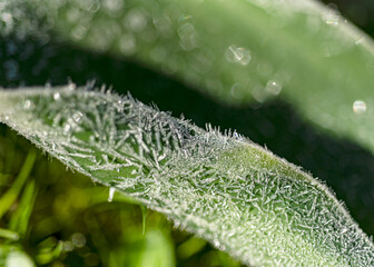 abstract ice, water and plant fragments, cold frosty morning in spring, flower fragments, selective...