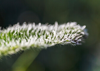 abstract ice, water and plant fragments, cold frosty morning in spring, flower fragments, selective focus