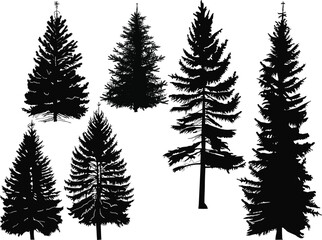 five evergreen black trees set isolated on white