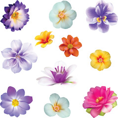 set of eleven fine blooms isolated on white