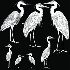 Naklejka premium seven herons sketches collection isolated on black