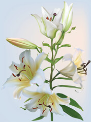 white lily four blooms flower on light blue background