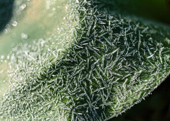 abstract ice, water and plant fragments, cold frosty morning in spring, flower fragments, selective...