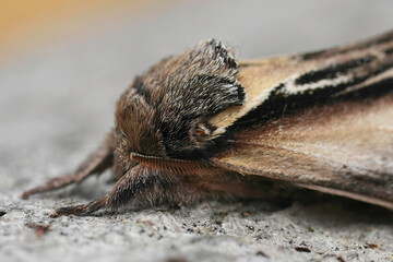 Closeup on European Swallow Prominent moth, Pheosia tremula