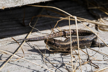A lizard basks in the sun