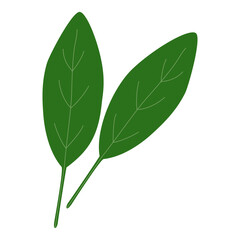 Fresh spinach leaves, healthy food icon, vector