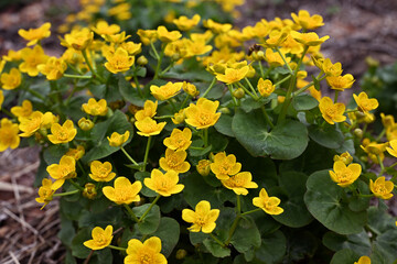 Obraz premium yellow marsh marigold blooms