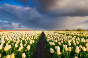 Field with tulips during storm, Netherlands. Agriculture in Holland. Rows on the field. Landscape with flowers during day time. Netherlands.