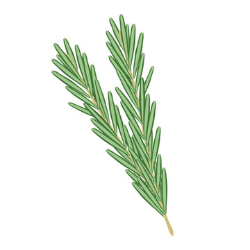 Branches of rosemary, healthy food icon, vector