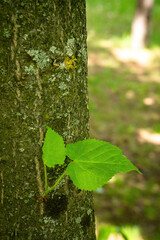 Single leaf grwoing on a trunk