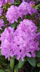 Rhododendron is a beautiful flowering bush plant with lilac flowers in Sweden