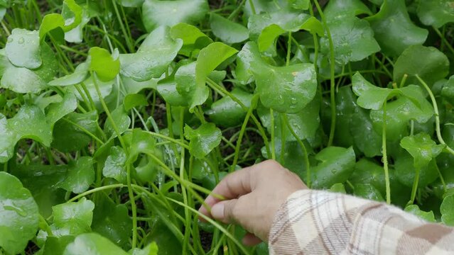 Farmer Harvest Centella asiatica, Oraganic Gotu Fresh, Agricultural Farm Garden.