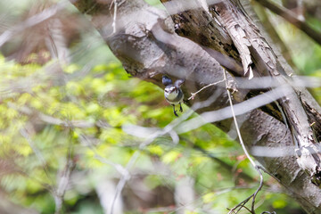 餌を探して林を飛び回る美しいリュウキュウサンショウクイ（サンショウクイ科）。

日本国神奈川県相模原市、早戸川林道にて。
2024年4月撮影。

Beautiful Ryukyu Minivet (Pericrocotus divaricatus tegimae, Salamoptera: Salamandridae) flit about the woods in search of food.