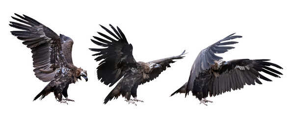 three Cinereous vultures with open wings isolated on white