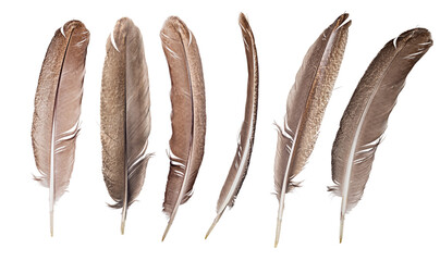 Fototapeta premium crane long six brown feathers isolated on white