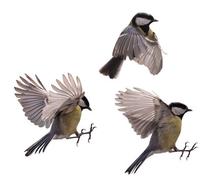 isolated tree small yellow tits in fast flight