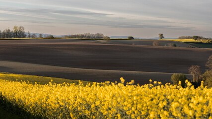 Landschaft Hügellandschaft mit Rapsblüte und brauner Ackerfläche im Kraichgau Baden Württemberg...