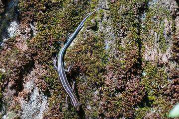 綺麗なニホントカゲ（トカゲ科）。

日本国神奈川県相模原市、早戸川林道にて。
2024年4月撮影。

The lovely Japanese skink (Plestiodon japonicus, family comprising lizard).

At Hayatogawa forest road, Sagamihara, Kanagawa, Japan,
photo by April, 