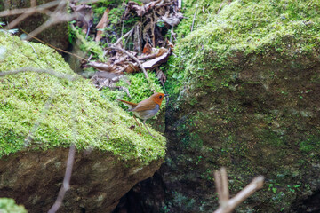 餌を探して林を飛び回る可愛いコマドリ（ヒタキ科）。

日本国神奈川県相模原市、早戸川林道にて。
2024年4月撮影。

Lovely Japanese Robin (Luscinia akahige, family comprising Charadriidae) flit about the woods in search of food.

At Hayatogawa forest road,