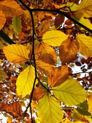 Rusty red and yellow beech leaves in autumn against the light (contre-jour)